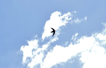 Common House Martin bird flying in a cloudy sky