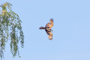 Common Buzzard-Buse variable ( Buteo buteo), Auvergne, France.