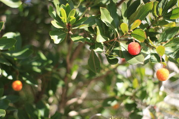 Fruto rojo sobre arboles verdes
