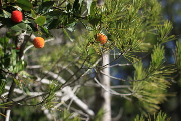 Fototapeta premium Fruto rojo sobre arboles verdes