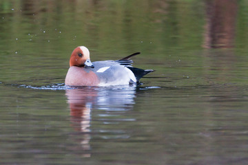 Male Eurasian wigeon (Anas penelope) reflected on water at Scotland. Wildfowl with blue bill and yellow forehead