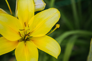 Fototapeta premium A beautiful yellow Lily flower blooms in the garden.