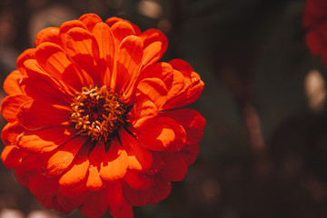 Beautiful orange flowers blooms in the garden. Autumn background. Concept of fall season.