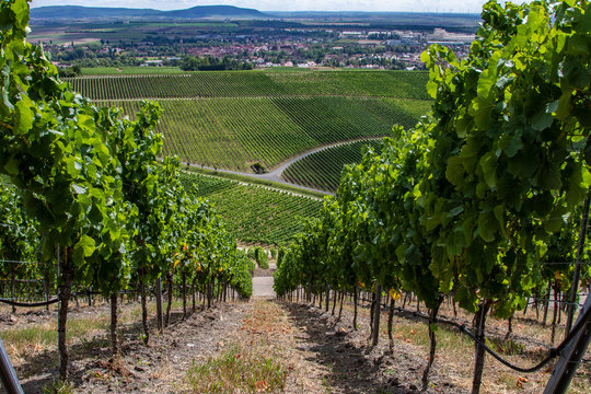 Weinberge im Fr&auml;nkischen Weinland bei Iphofen