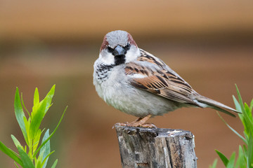 Male house sparrow (Passer domesticus) over wooden log in a house garden