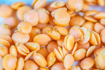 Sprouted yellow lentils in grains close-up macro