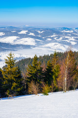 Spruce winter forest overlooking the mountains