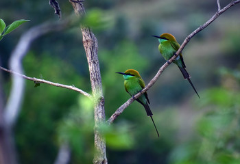 A pair of small bee eaters waiting for a pray to come in range. These are small beautiful birds found in Sahyadri ranges. They are green in color and neck is sky blue. Birds siting on a branch.