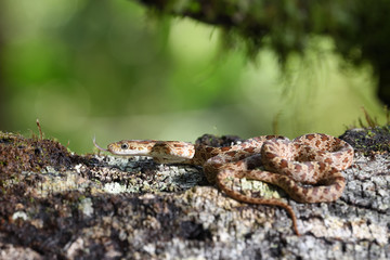 Green Ratsnake flick tongue