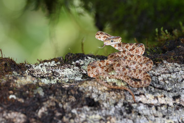 Green Ratsnake flick tongue