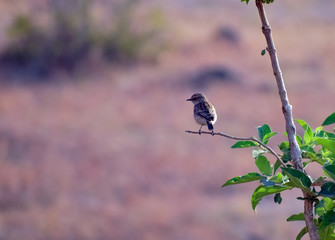 A smal tiny bird Stonechat is sitting on an isolated bird of morinda pubescense. These are easily found in grasslands in Sahyadri.
