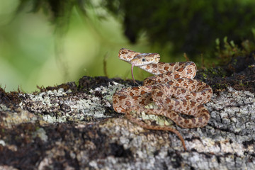 Green Ratsnake flick tongue
