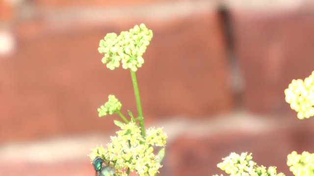Bluebottle Fly Close Up On A Plant 