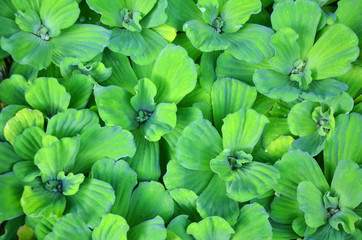 green leaves background