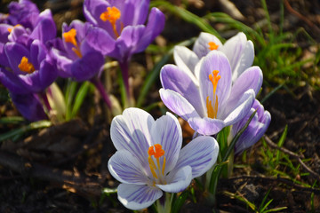 Beautiful white and purple Crocus flowers (family: Iridaceae)