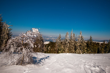 Beautiful landscape with majestic tall fir trees