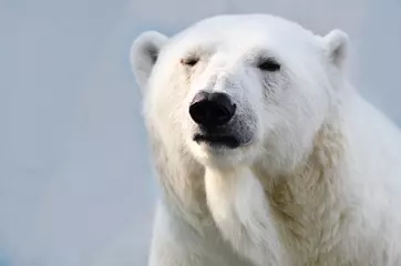 Fotobehang white polar bear © elizalebedewa