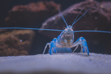 Beautiful aquarium with tropical fish, cichlids, crayfish, panda fish and rock
