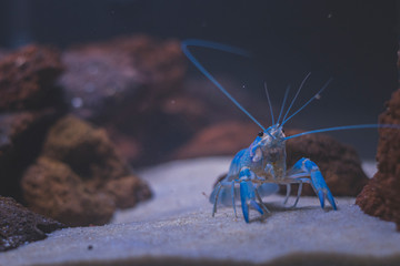 Beautiful aquarium with tropical fish, cichlids, crayfish, panda fish and rock
