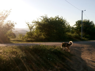German Shepherd dog outside in the evening light