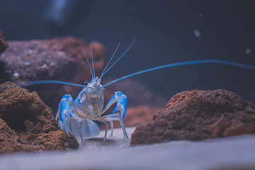 Beautiful aquarium with tropical fish, cichlids, crayfish, panda fish and rock