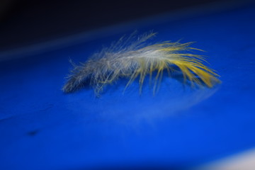 Colored feather on a blue background.