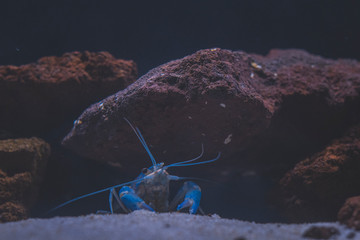 Beautiful aquarium with tropical fish, cichlids, crayfish, panda fish and rock