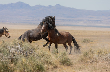 Wild Horse Stallions Fighting in the Utah Desert