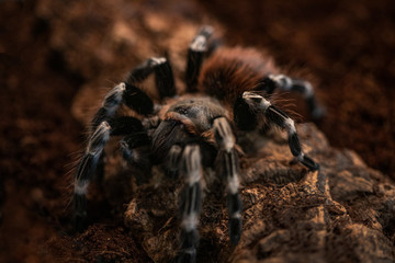 Macro photo of a large tarantula spider