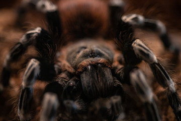 Macro photo of a large tarantula spider - obrazy, fototapety, plakaty