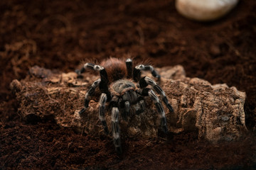 Macro photo of a large tarantula spider