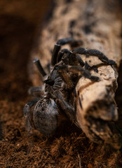 Macro photo of a large tarantula spider