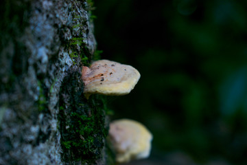mushroom on a tree