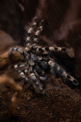 Macro photo of a large tarantula spider