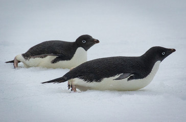 Fototapeta premium Adelie penguins (Pygoscelis adeliae)