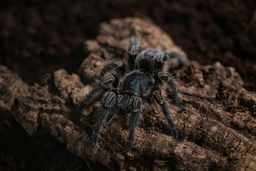 Macro photo of a large tarantula spider