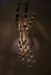 Macro photo of a large tarantula spider