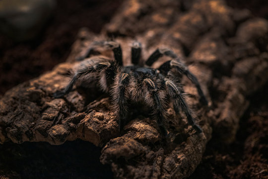 Macro Photo Of A Large Tarantula Spider