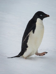 Obraz premium Adelie penguin (Pygoscelis adeliae)