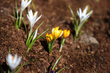 White and yellow crocus flowers on a brown ground background.