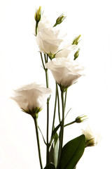 bright white eustoma flowers isolated on white background. Closeup of white blooms 