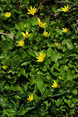 Yellow flowers on a background of shiny green leaves