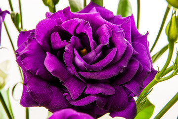 bright purple eustoma flower isolated on white background. Closeup of violet blooms 