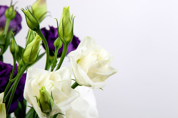 bright purple and white eustoma flowers isolated on white background. Closeup of violet blooms 