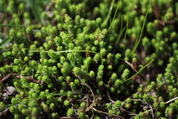 Green moss macro photo for background