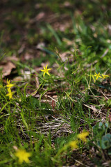 Yellow small flowers of Goose onions on a dark ground background