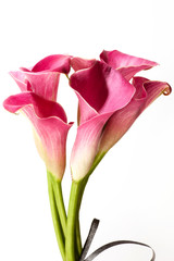 Soft red calla flowers isolated on white background. Pink calla lilies with small elegant bow.  - obrazy, fototapety, plakaty