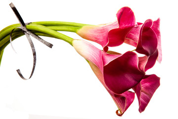 Soft red calla flowers isolated on white background. Pink calla lilies with small elegant bow. 