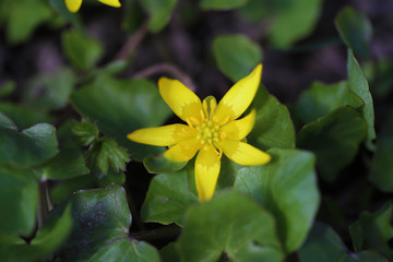 Yellow flowers on a background of shiny green leaves