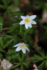 White flowers of anemone on a background of green leaves.